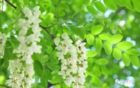 采撷春天的“珍馐野菜”,快来佛坪一饱口福吧!缩略图 采撷春天的“珍馐野菜”,快来佛坪一饱口福吧!缩略图