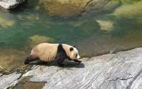 汉中野生大熊猫走红!泳姿萌翻全国网友!缩略图 汉中野生大熊猫走红!泳姿萌翻全国网友!缩略图