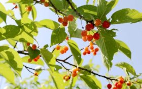 留坝樱桃红了!初夏的味道min甜!缩略图 留坝樱桃红了!初夏的味道min甜!缩略图
