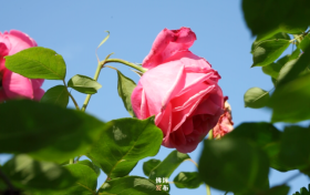 月季花开香满园 芬芳四溢惹人醉缩略图
