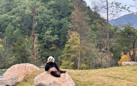 可爱暴击！秦岭大熊猫卖萌撒欢现场→缩略图
