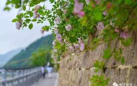 蔷薇花怒放！快来打卡佛坪这些“网红花墙”！缩略图