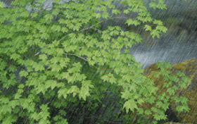 近日多雨,夏收夏种有这些注意事项缩略图 近日多雨,夏收夏种有这些注意事项缩略图