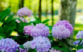 初夏的浪漫→绣球花缩略图