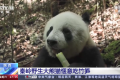 秦岭野生大熊猫惬意吃笋上央视缩略图