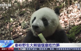 秦岭野生大熊猫惬意吃笋上央视缩略图