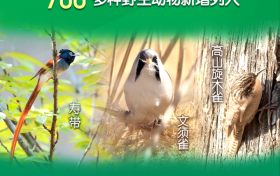 野猪正式调出“三有”名录!专家:不代表可以随意捕杀缩略图 野猪正式调出“三有”名录!专家:不代表可以随意捕杀缩略图