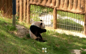 佛坪：大熊猫开启“避暑”模式缩略图