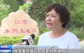 央视新闻:朱鹮野化放飞十年迈过三道“难关”缩略图 央视新闻:朱鹮野化放飞十年迈过三道“难关”缩略图