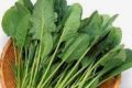 菠菜，蔬菜中的“营养模范生”！缩略图