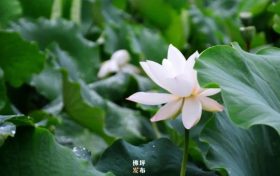 佛坪：翠荷临风满水香 幸有荷花伴风眠缩略图