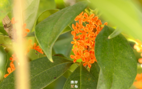 真香!“桂花味”的汉中正在回归!缩略图 真香!“桂花味”的汉中正在回归!缩略图