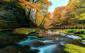 朱鹮在横山和南泥湾“安家”！有利于恢复朱鹮的迁徙习性缩略图