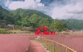 佛坪又一轮花海来袭，仙气十足！缩略图