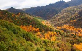 览栈道美景，赏金秋红叶！紫柏山绝美红叶秘境等你来缩略图