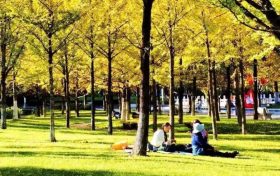 留坝县城的银杏林，将秋天染成了黄色！缩略图
