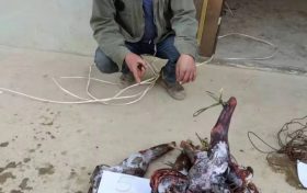 镇巴破获一起危害珍贵濒危野生动物案缩略图 镇巴破获一起危害珍贵濒危野生动物案缩略图