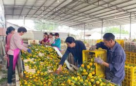 城固柑橘走俏“一带一路”缩略图 城固柑橘走俏“一带一路”缩略图