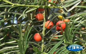 宁强:“植物大熊猫”红豆杉红遍玉皇观缩略图 宁强:“植物大熊猫”红豆杉红遍玉皇观缩略图