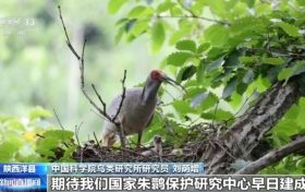 从7只到种群破万 42年保护让朱鹮“孤羽重生”缩略图