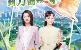 从濒临灭绝到种群壮大,朱鹮保护是怎样创造奇迹的?缩略图 从濒临灭绝到种群壮大,朱鹮保护是怎样创造奇迹的?缩略图