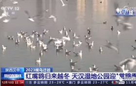 央视聚焦的“冬日精灵”，你“鸥”遇了吗缩略图