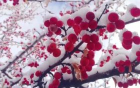 宛若仙境!汉台景区绝美雪景上线缩略图 宛若仙境!汉台景区绝美雪景上线缩略图