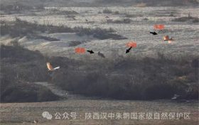 罕见！白鹳、黑鹳、白琵鹭、朱鹮在汉中“同框”缩略图
