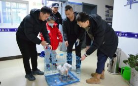 朱鹮受伤“落难”竹林 南郑民警现场救助缩略图