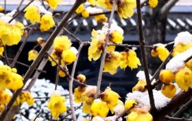 初春时节 汉台的绚丽春色缩略图