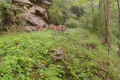 陕西长青国家级自然保护区拍摄到两只金钱豹同框影像缩略图