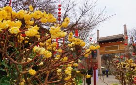花开又一年,结香沁满园缩略图 花开又一年,结香沁满园缩略图