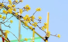 佛坪:花开山城春满园缩略图 佛坪:花开山城春满园缩略图