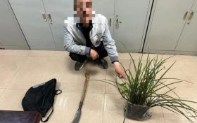 提醒,野生兰草不能采!缩略图 提醒,野生兰草不能采!缩略图