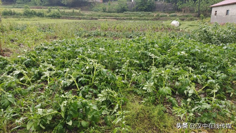 5月7日，汉中市宁强县突降暴雨及冰雹部分区域庄稼受损严重插图3