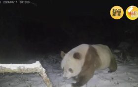 陕西再次拍到棕色大熊猫 时隔6年在长青保护区拍到缩略图