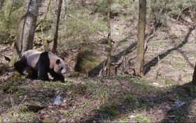 红外相机拍到多段影像：大熊猫、羚牛、黑熊……轮番出镜缩略图