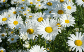 沙窝村:雏菊花开多烂漫 不负初夏好时光缩略图 沙窝村:雏菊花开多烂漫 不负初夏好时光缩略图