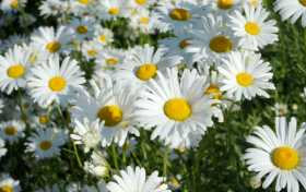 沙窝村：雏菊花开多烂漫 不负初夏好时光缩略图