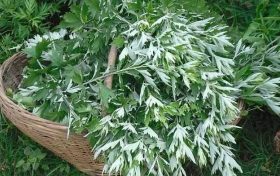 节日科普——端午缩略图 节日科普——端午缩略图