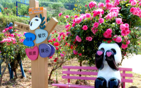 银厂沟村：月季花、百合花盛放迎客缩略图