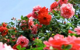 今天4时51分,我们迎来夏天的第四个节气——夏至缩略图 今天4时51分,我们迎来夏天的第四个节气——夏至缩略图