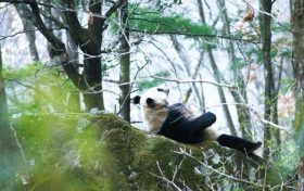 像大熊猫一样住在最美的地方缩略图 像大熊猫一样住在最美的地方缩略图