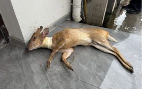 “萌”兽公路遇险,警民暖心救助缩略图 “萌”兽公路遇险,警民暖心救助缩略图