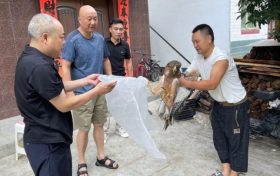 镇巴成功救助一只“猛禽之王”缩略图 镇巴成功救助一只“猛禽之王”缩略图