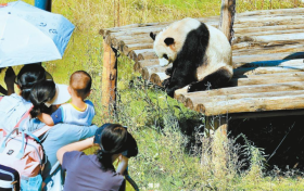 来佛坪,看大熊猫!缩略图 来佛坪,看大熊猫!缩略图