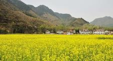 勉县召开2025最美油菜花节筹备工作推进会缩略图 勉县召开2025最美油菜花节筹备工作推进会缩略图