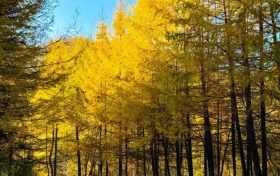 入眼成画!佛坪绝美秋景等你来邂逅!缩略图 入眼成画!佛坪绝美秋景等你来邂逅!缩略图