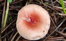 野生菌新物种!你见过吗?缩略图 野生菌新物种!你见过吗?缩略图