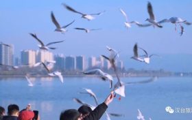 冬天飞汉中,来一场“鸥”遇~缩略图 冬天飞汉中,来一场“鸥”遇~缩略图